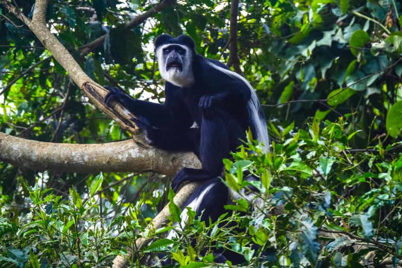 a black and white monkey sitting on a tree branch, lush surroundings, biodiversity all round, multiple stories, slide show