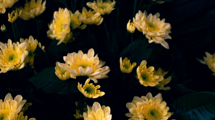 a close up of a bunch of yellow flowers, an album cover, unsplash, baroque, chrysanthemum eos-1d, dark backround, gardening, low quality photo