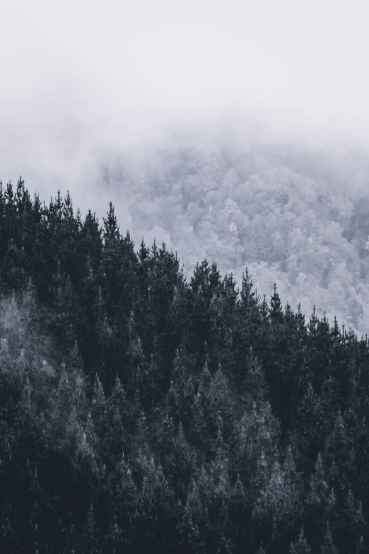 a black and white photo of a forest, by Johannes Voss, unsplash contest winner, icy mountains, muted cold colors, ((trees)), unsplash 4k