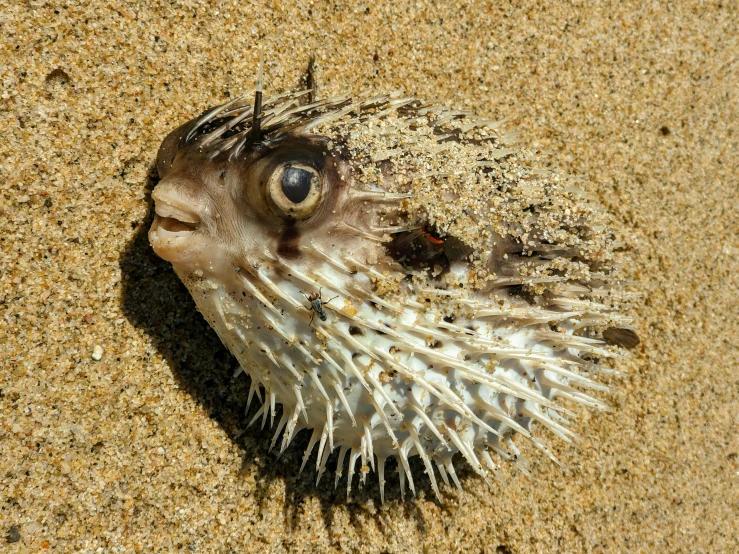 a puffer fish laying on top of a sandy beach, renaissance, avatar image, australian, pointy shell, profile photo
