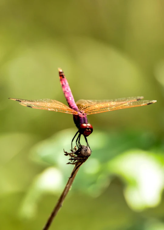 a close up of a dragonfly on a twig, pexels contest winner, brown and magenta color scheme, high resolution print :1 red, [ cinematic, wings spread