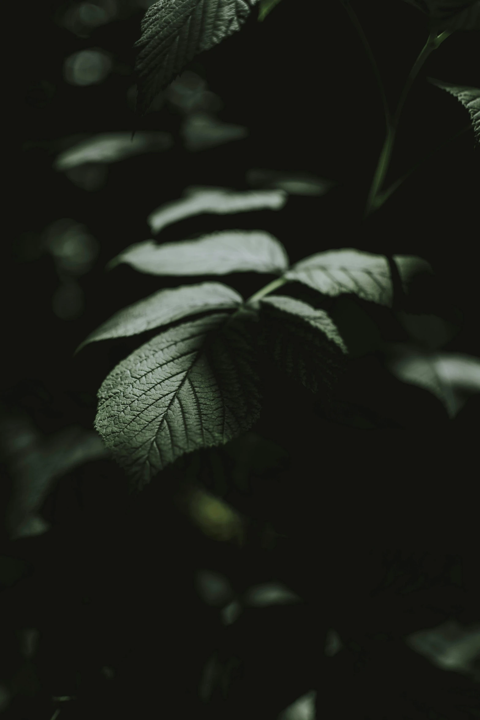 a close up of a plant with green leaves, a picture, unsplash, tonalism, dark deep black shadows, poison ivy, dark. no text, multiple stories