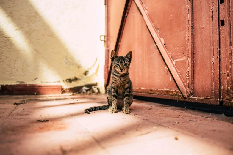 a cat sitting on the ground in front of a door, by Julia Pishtar, pexels contest winner, bright sunny day, cute kitten, armored cat, mixed animal