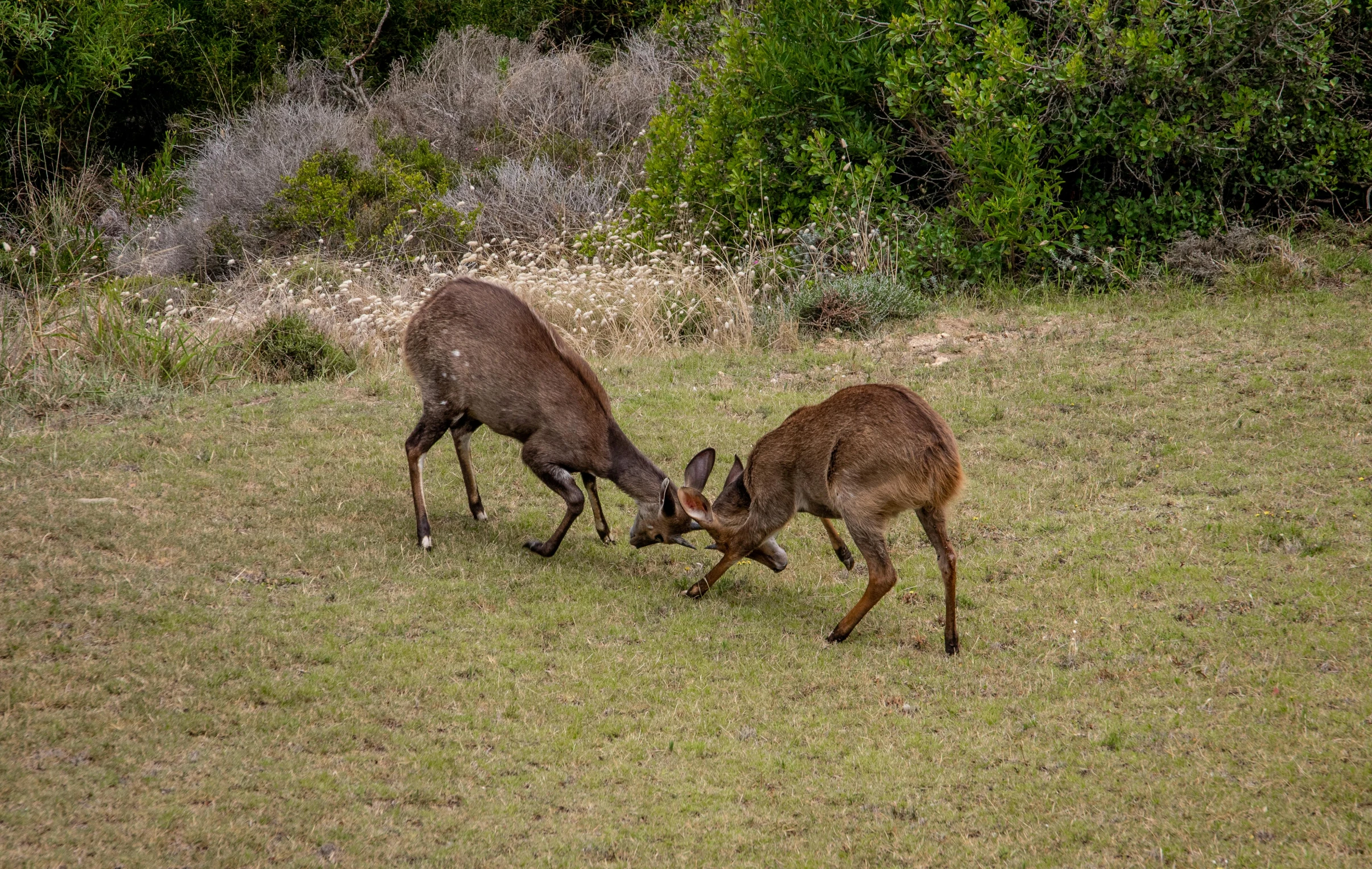 a couple of deer standing on top of a lush green field, fighting each other, manuka, doing a kick, traditional corsican