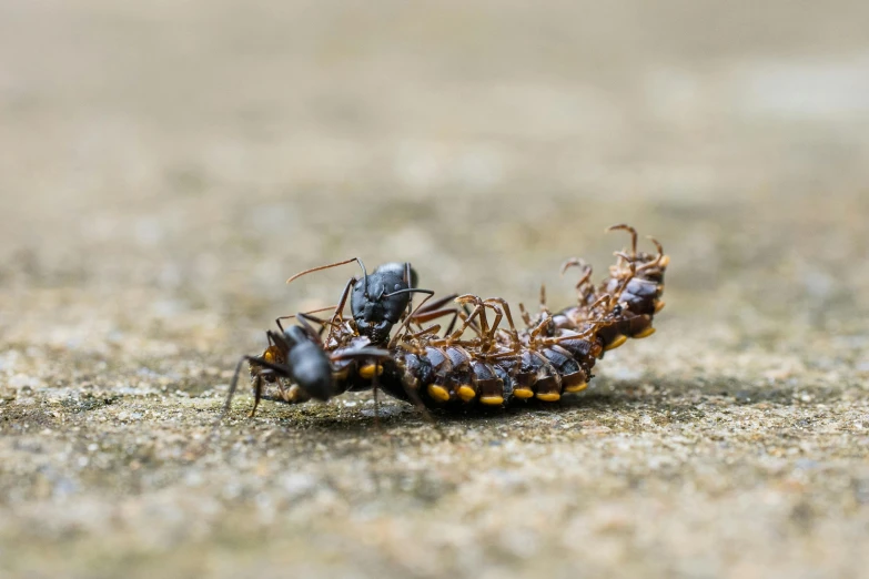 a couple of bugs that are on the ground, by Andries Stock, unsplash contest winner, photorealism, giant centipede, destructive, ant, high quality photo