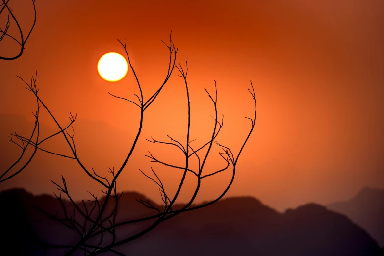 a close up of a tree with the sun in the background, pexels contest winner, romanticism, burning red desert horizon, paul barson, distant mountains lights photo, asian sun