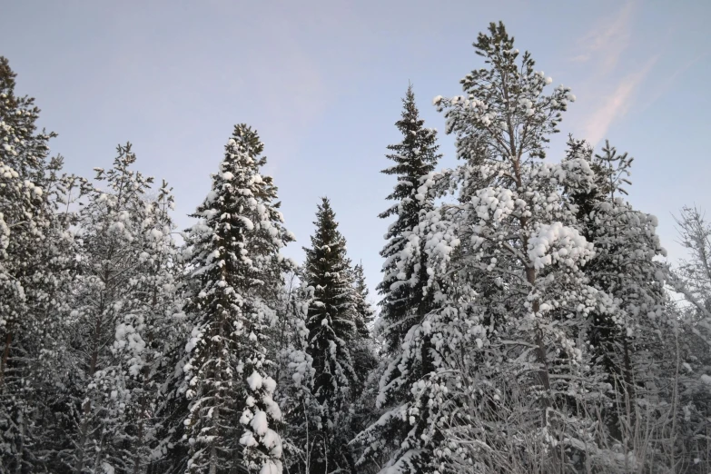 a man riding skis down a snow covered slope, a photo, inspired by Eero Järnefelt, unsplash, hurufiyya, tall large trees, (3 are winter, early evening, evergreen