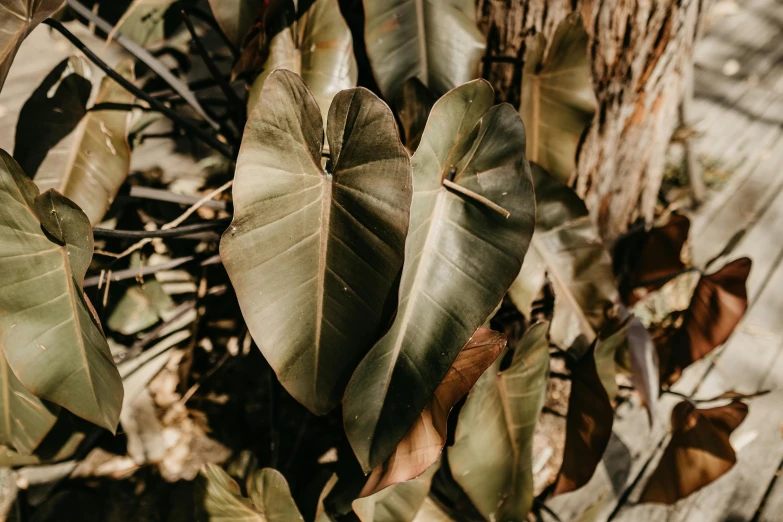 a close up of some leaves on a tree, by Emma Andijewska, trending on unsplash, australian bush, magnolia big leaves and stems, plants inside cave, background image