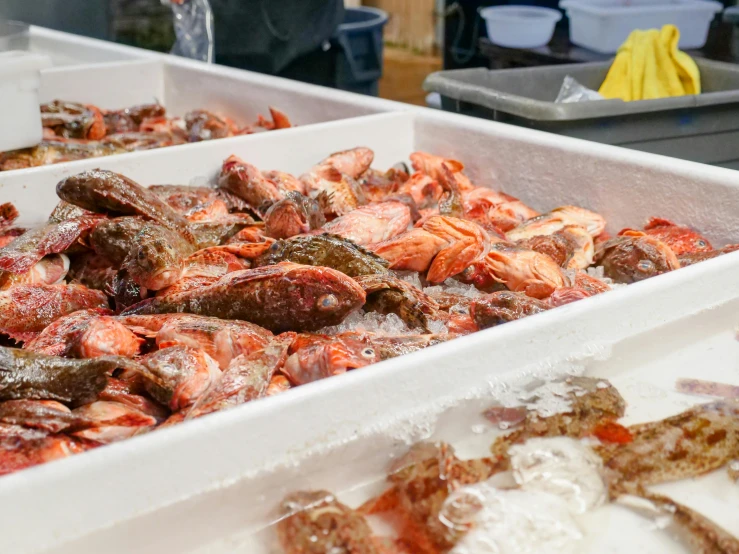 a couple of trays of food sitting on top of a counter, fish seafood markets, thumbnail, from the side, festivals