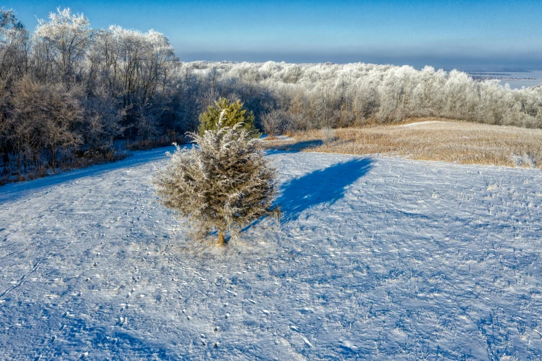 a lone tree in the middle of a snowy field, a photo, top down photo at 45 degrees, fan favorite, slide show, trees in foreground