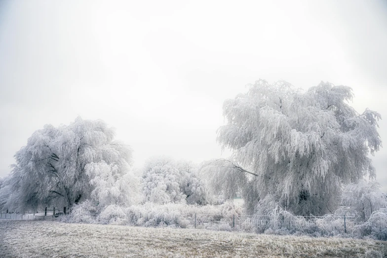 a red fire hydrant sitting on top of a grass covered field, a photo, inspired by Arthur Burdett Frost, pexels contest winner, romanticism, forest. white trees, willow tree, mikko lagerstedt, silver，ivory