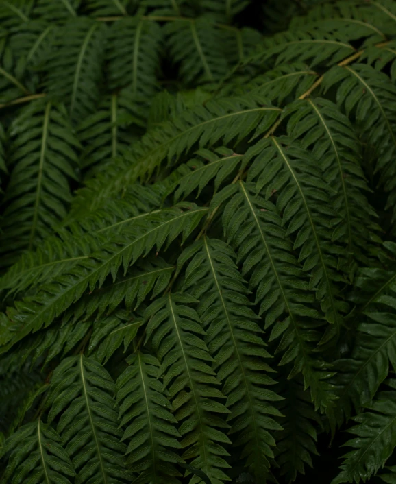 a close up of a bunch of green leaves, an album cover, tree ferns, alessio albi, slightly pixelated, slightly tanned