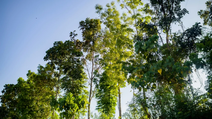 a forest filled with lots of green trees, unsplash, sumatraism, moringa oleifera leaves, green sky, late afternoon light, journalism photo