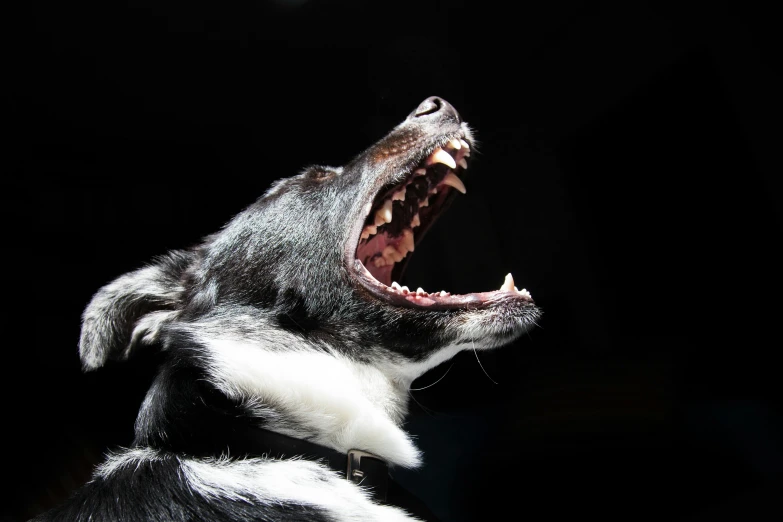 a close up of a dog with its mouth open, by Niko Henrichon, pexels, high contrast of light and dark, tooth wu : : quixel megascans, rabies, hand
