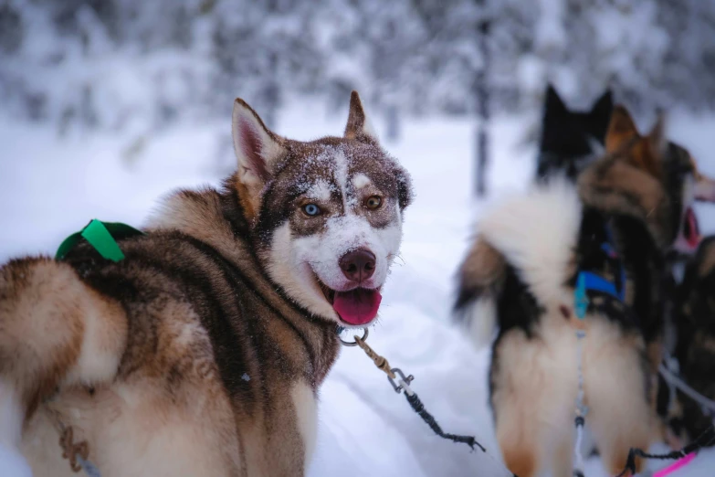 a group of dogs standing next to each other in the snow, by Eero Järnefelt, pexels contest winner, smiling faces, avatar image, camp, riding