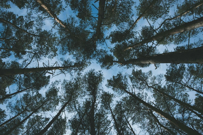 a forest filled with lots of tall trees, an album cover, by Jessie Algie, unsplash, renaissance, blue sky above, ((trees))