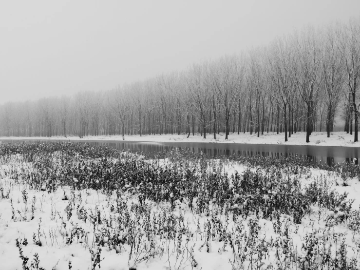 a black and white photo of a snow covered field, a black and white photo, pexels contest winner, baotou china, swamp forest, photographic print, no people 4k