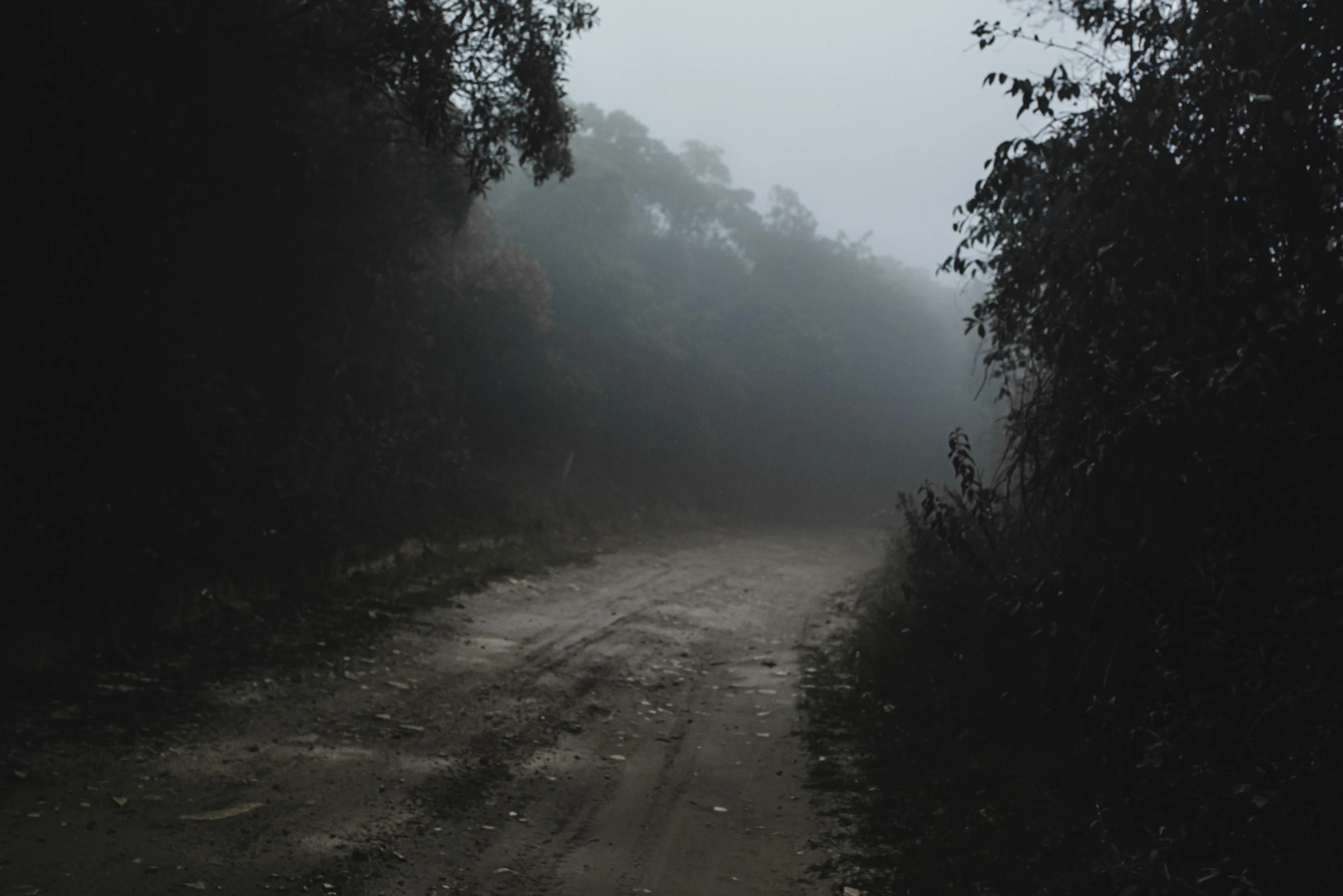 a dirt road surrounded by trees on a foggy day, an album cover, pexels contest winner, dark jungle, paved roads, grey, hazy