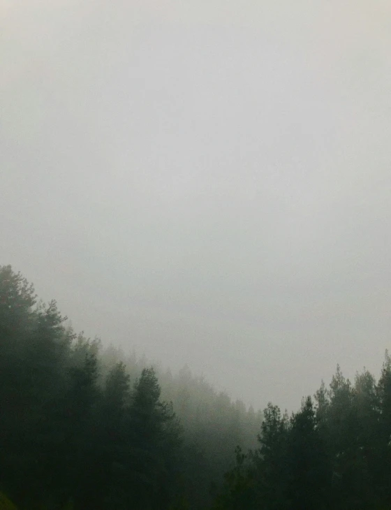 a man flying a kite on top of a lush green field, an album cover, by Christen Dalsgaard, unsplash, foggy forest, ((trees)), overcast, trending on vsco