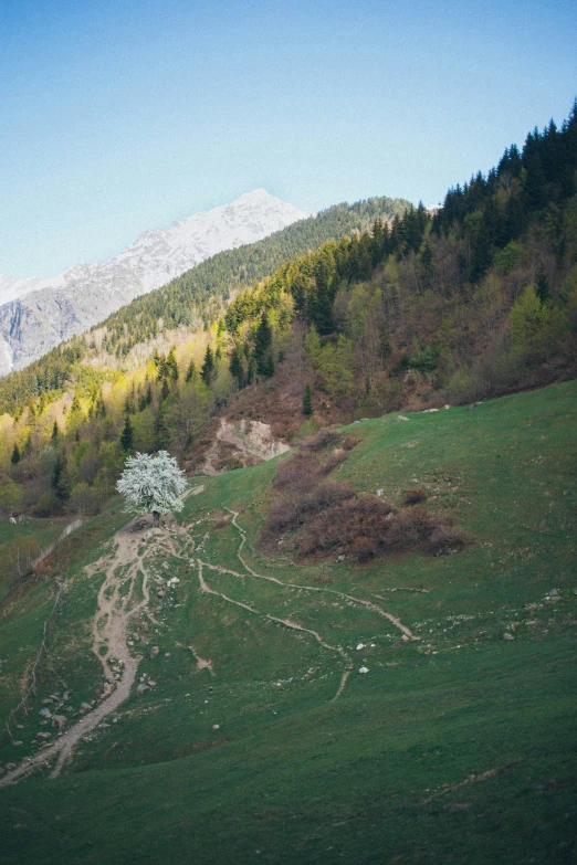 a herd of sheep grazing on top of a lush green hillside, by Muggur, land art, trees growing on its body, garis edelweiss, mount olympus, threyda