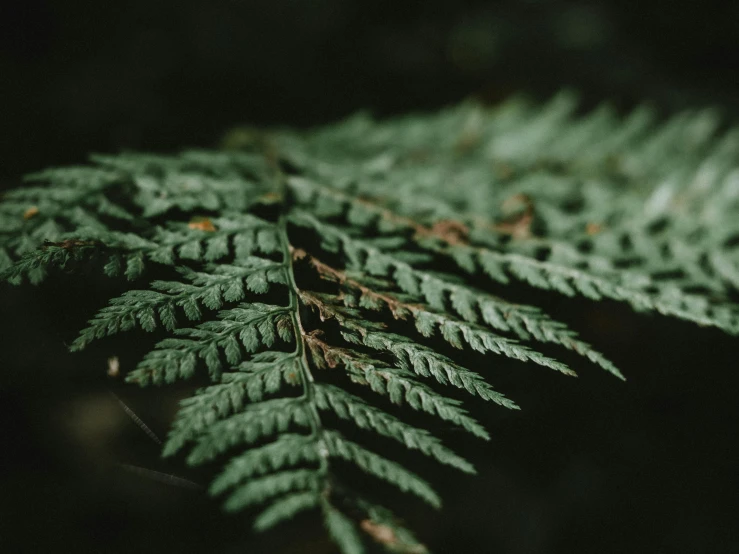 a close up of a fern leaf on a black background, unsplash, in a redwood forest, instagram post, muted green, high details photo