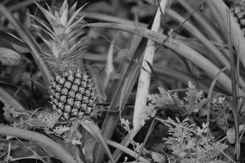 a black and white photo of a pineapple plant, renaissance, plants and grass, movie filmstill, evan lee, tropical fruit