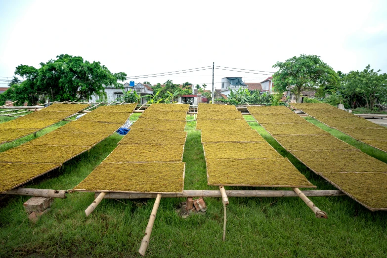 a field that has a lot of grass on it, by Daniel Lieske, land art, rooftop solar panels, vietnam, yellow seaweed, dirty linen robes