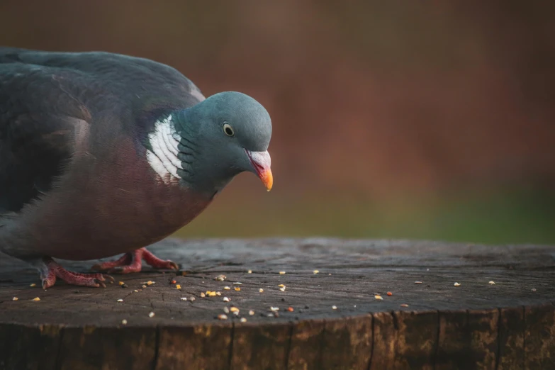 a pigeon sitting on top of a tree stump, a portrait, pexels contest winner, offering a plate of food, with a white nose, multicoloured, grey