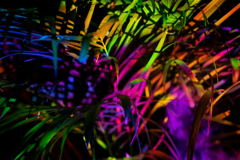 a close up of a plant with neon lights, inspired by Elsa Bleda, neo-fauvism, volumetric rainbow lighting, in a tropical forest, multi - coloured, multicolor