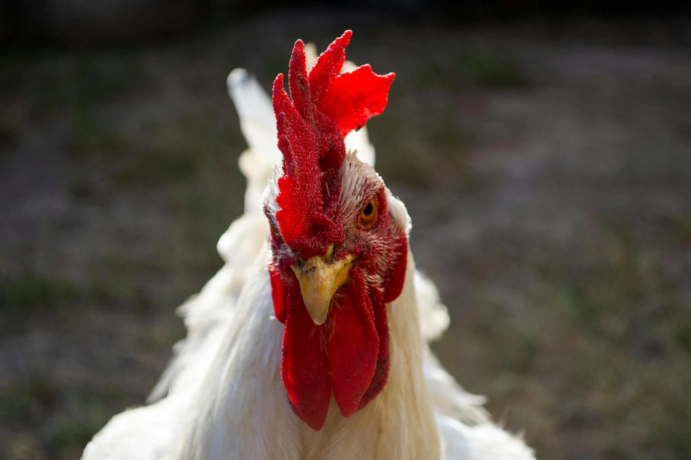 a white chicken with a red comb on it's head, a portrait, by Gwen Barnard, shutterstock contest winner, wide neck, australian, close up front view, portrait image
