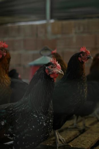 a group of chickens standing next to each other, pexels contest winner, renaissance, black, early morning, slide show, high quality picture