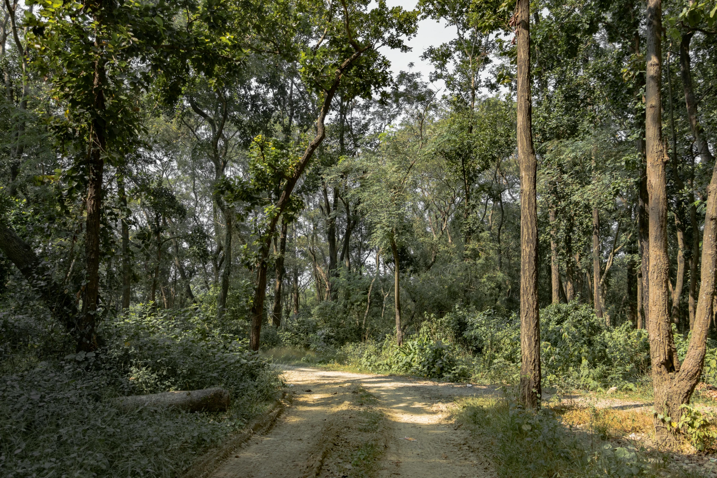 a dirt road in the middle of a forest, bengal school of art, in the center of the image, fan favorite, high resolution image, 2000s photo