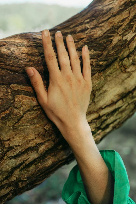 a close up of a person holding a tree branch, by irakli nadar, naturalism, tropical wood, deep green, item, bark