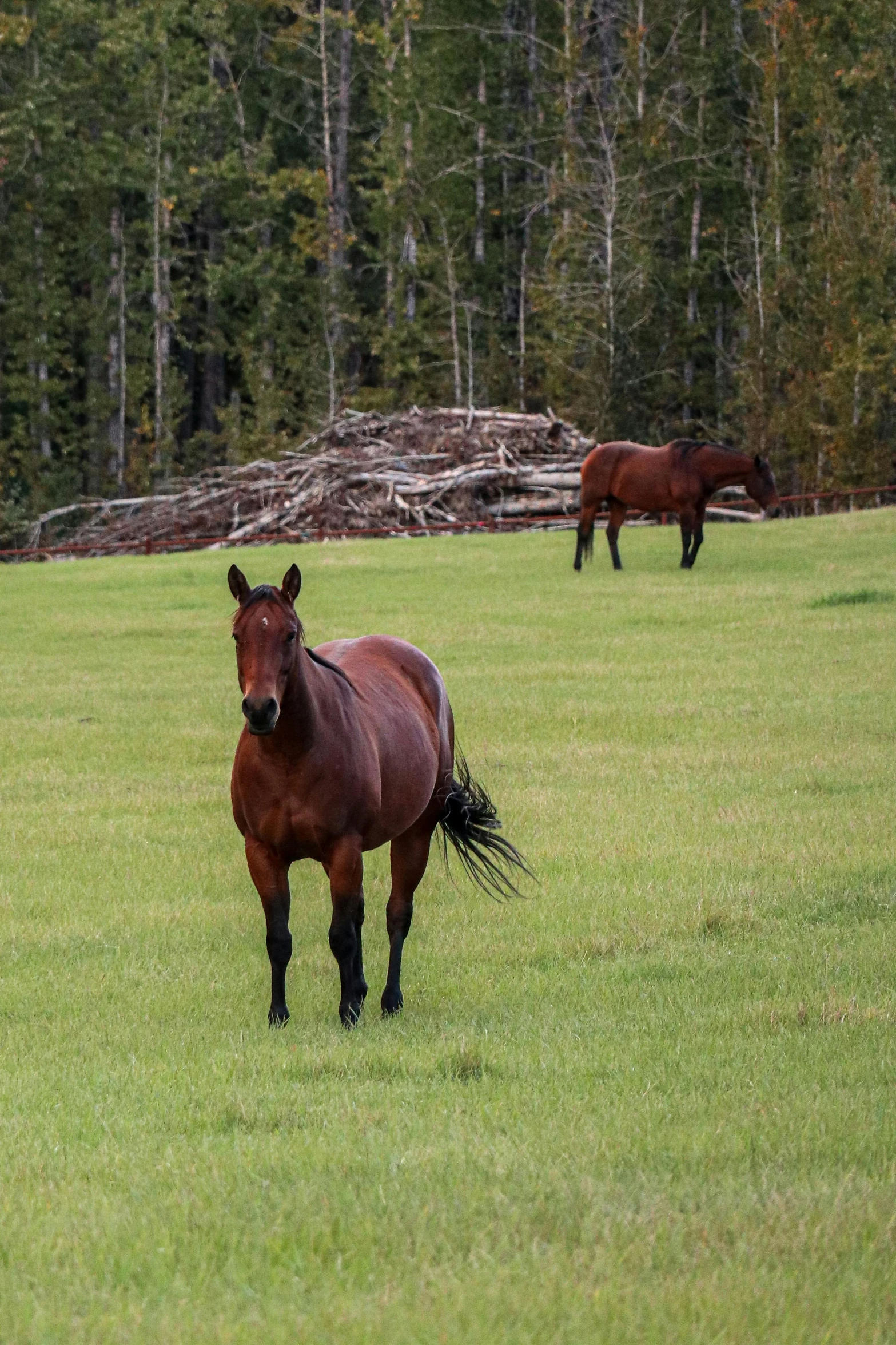 a couple of horses standing on top of a lush green field, british columbia, horses in run, single file, forested