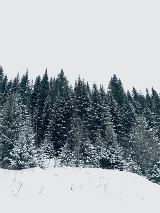 a man riding a snowboard down a snow covered slope, by Christen Dalsgaard, pexels contest winner, hurufiyya, forest. white trees, trees in the grassy hills, ((trees)), dark pine trees