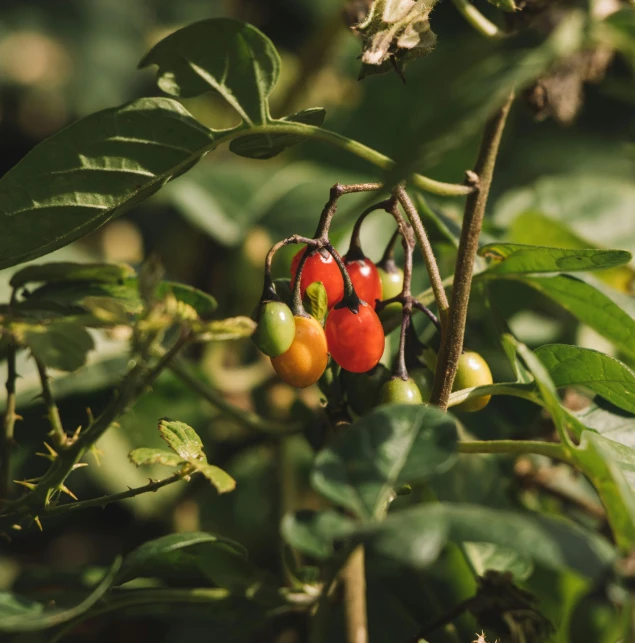 a close up of a plant with fruit on it, chili, wild berry vines, multicolored, premium quality