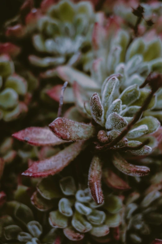 a close up of a plant with red and green leaves, inspired by Elsa Bleda, trending on unsplash, lichen, grey, crystallized, low quality photo