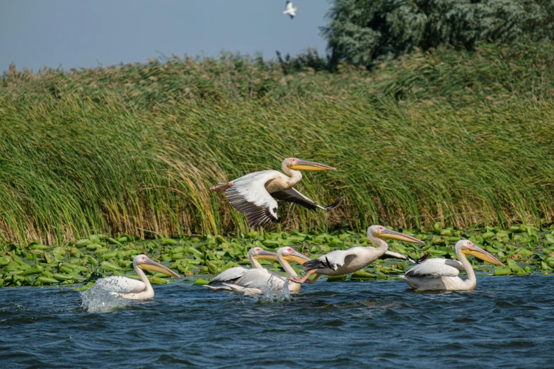 a flock of pelicans swimming in a body of water, rutkoswki, nature photograph, ernst haekl, thumbnail