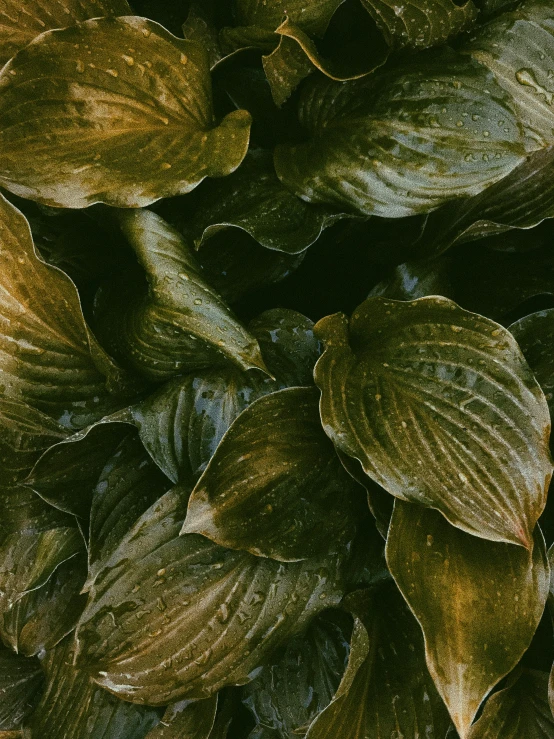 a close up of a bunch of green leaves, an album cover, inspired by Elsa Bleda, trending on unsplash, visual art, brown, lily pad, dark. no text, jelly - like texture. photograph