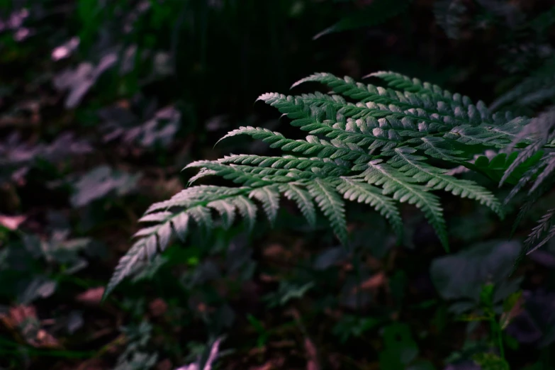 a close up of a fern leaf in a forest, unsplash, hurufiyya, purple - tinted, shot on hasselblad, lo-fi, black fir