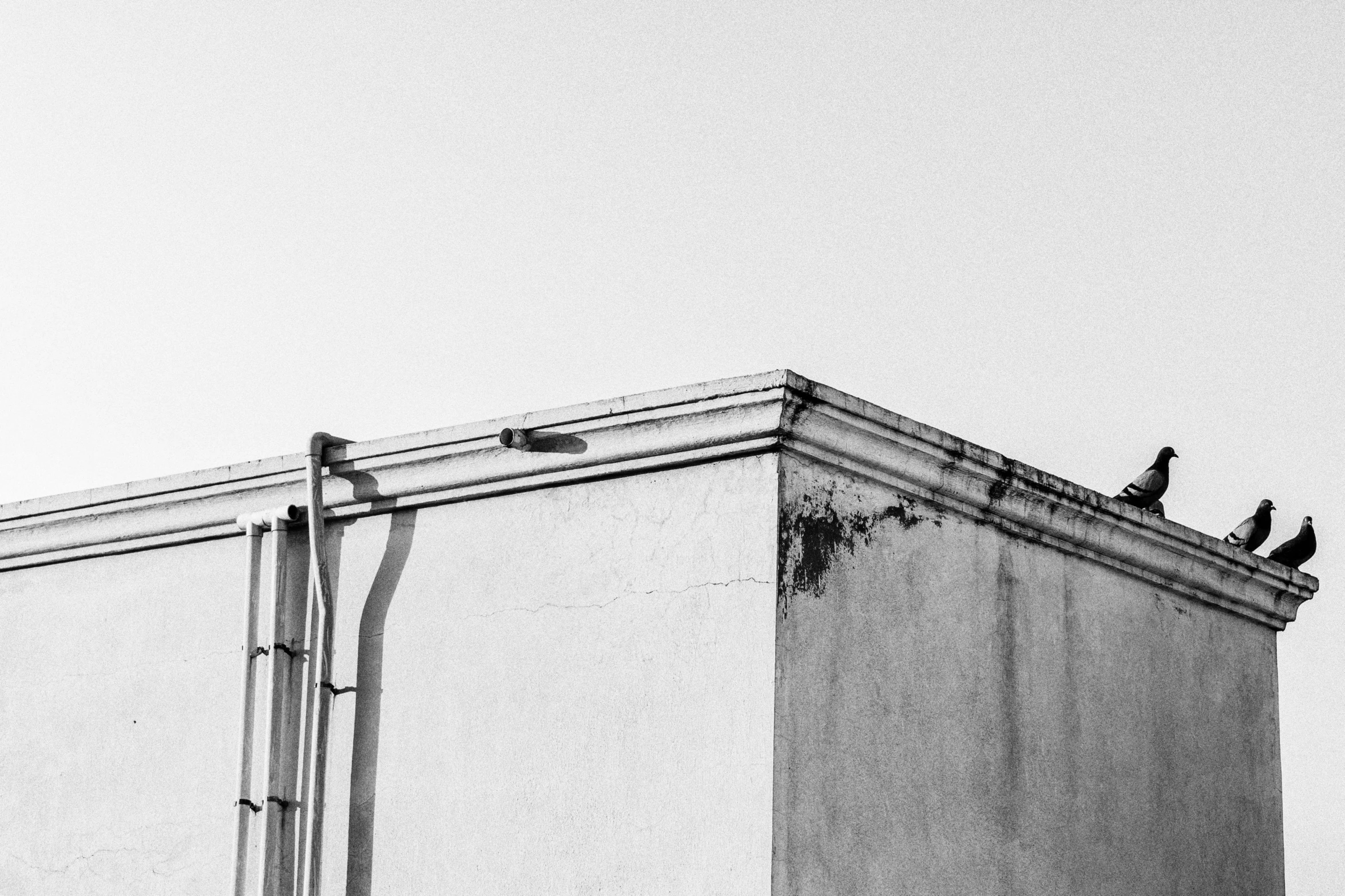 a group of birds sitting on top of a building, a black and white photo, postminimalism, water pipe, wall corner, white wall, photographic print