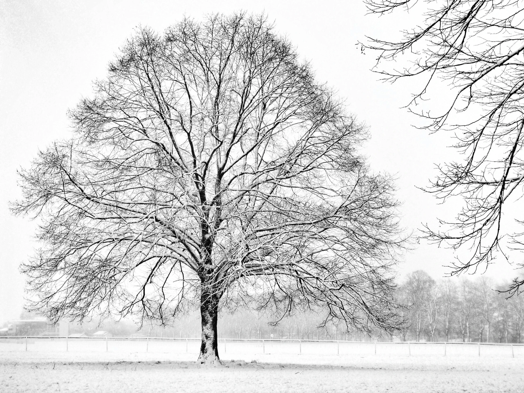 a black and white photo of a tree in the snow, fine art print, one giant oak, mixed art, dressed in a beautiful white