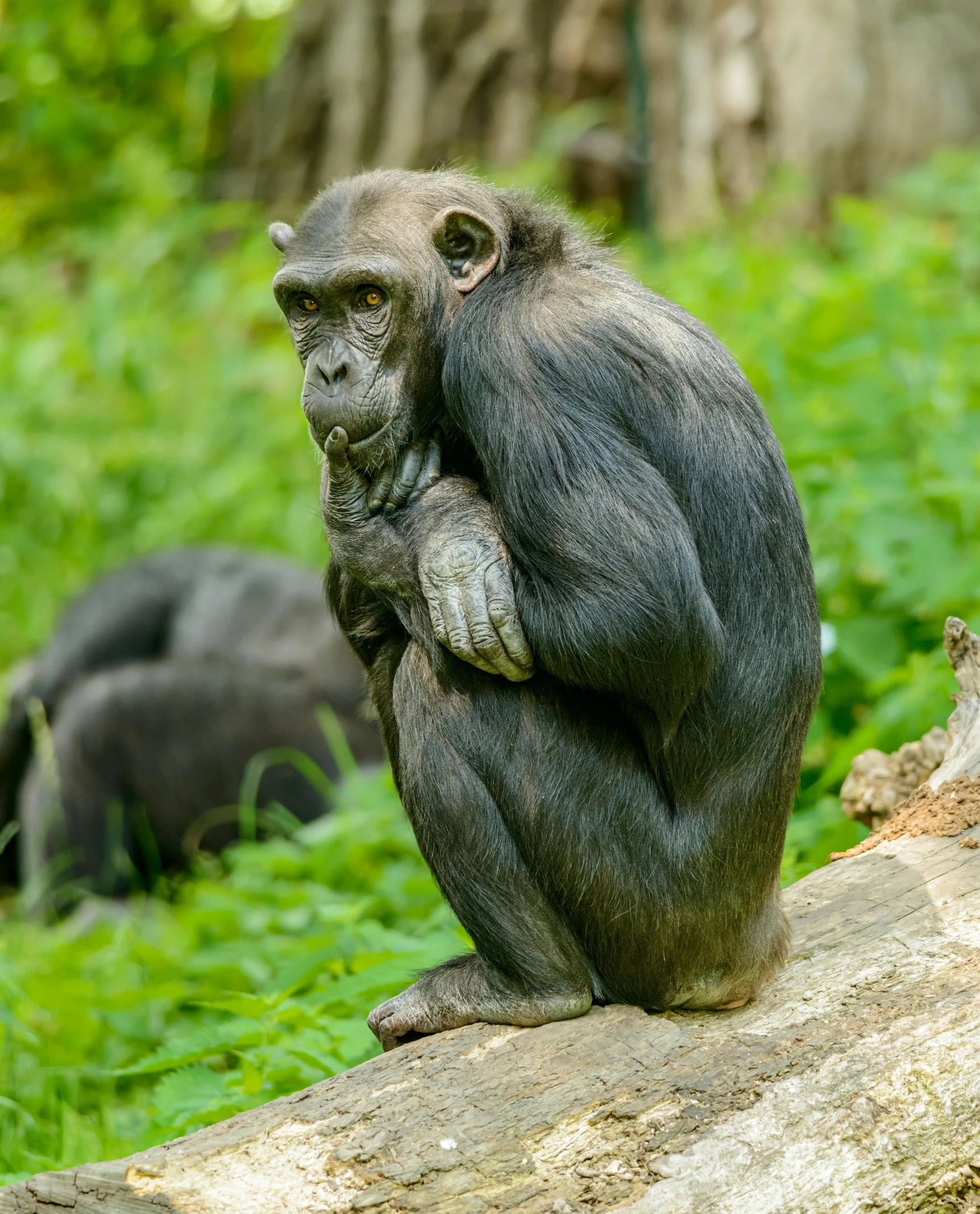 a monkey that is sitting on a log, slightly muscular, chimpanzee, looking distracted, 2019 trending photo