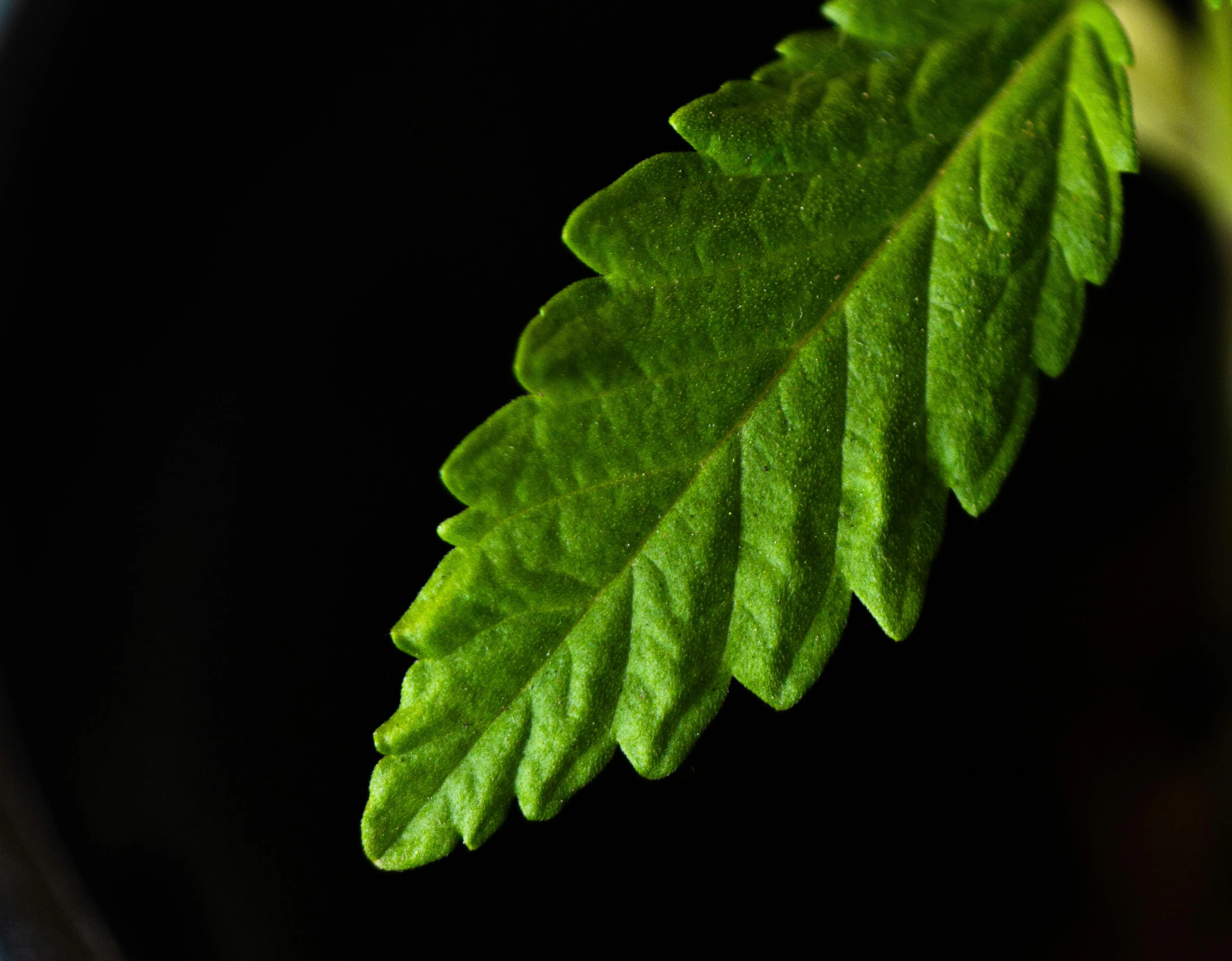 a close up of a leaf on a plant, a macro photograph, unsplash, hurufiyya, with a black background, verbena, marihuana, thumbnail