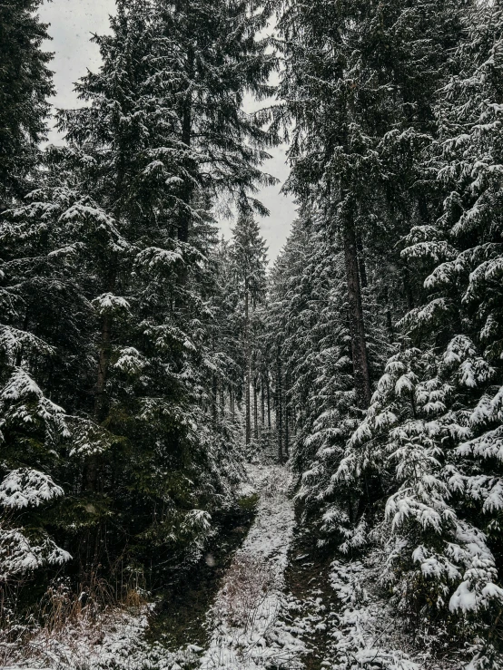 a forest filled with lots of trees covered in snow, an album cover, pexels contest winner, hiking trail, grey, evergreen, ((trees))