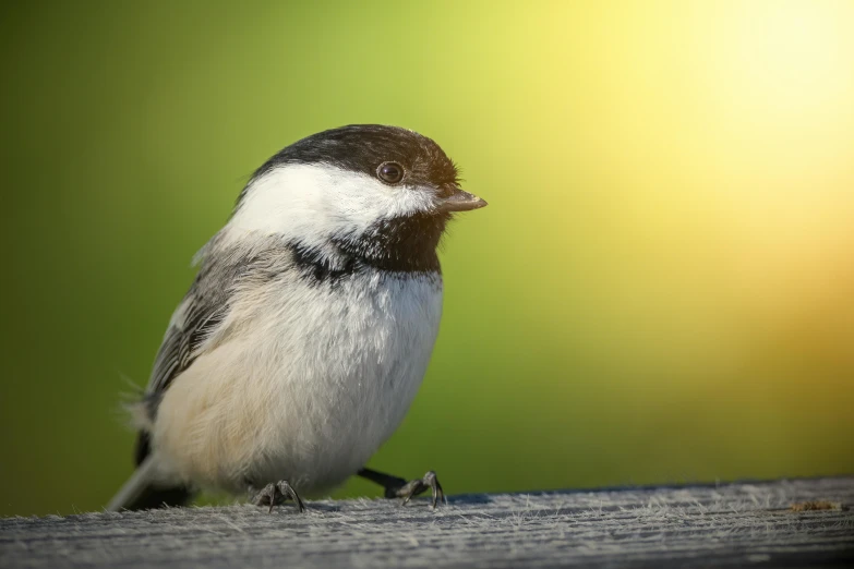 a small bird sitting on top of a wooden table, by Ben Zoeller, trending on pexels, bright sunny day, small chin, back - lit, guide