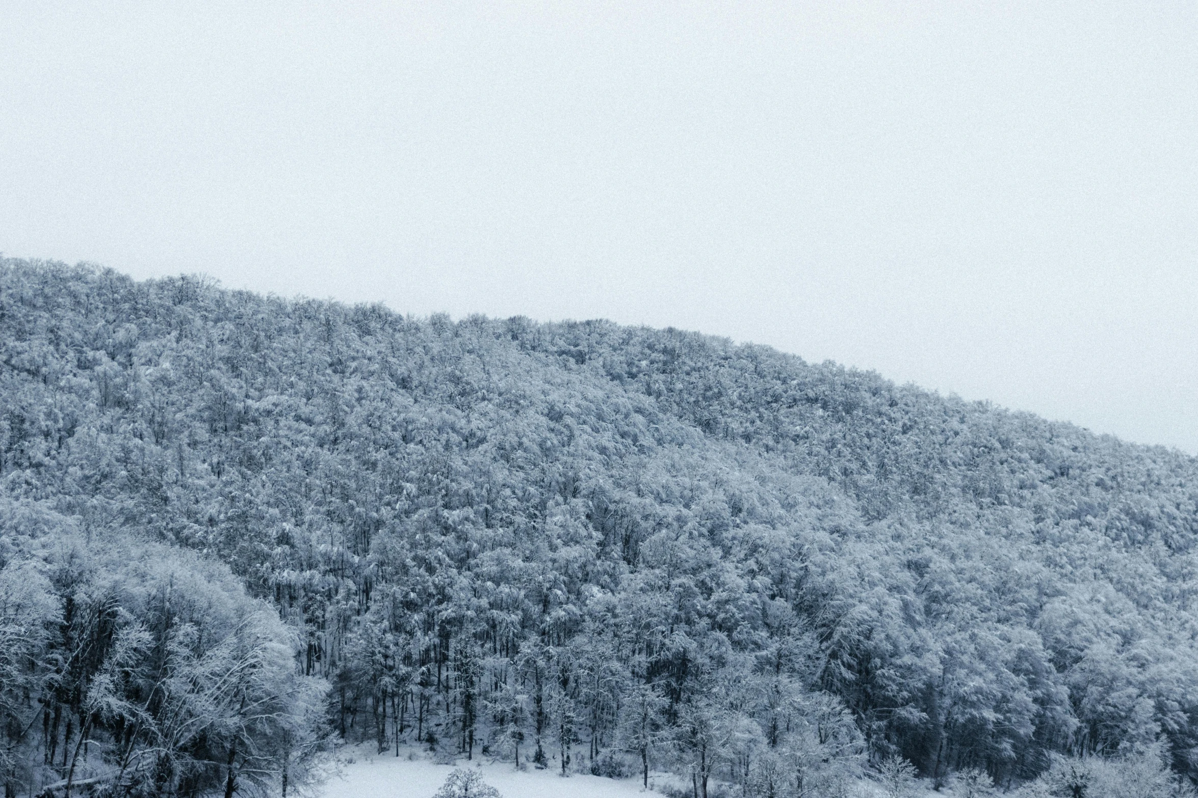 a herd of cattle standing on top of a snow covered field, cannon snow covered trees, thick forest, made in tones of white and grey, looking over west virginia