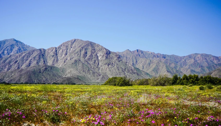 a field of wildflowers with mountains in the background, by Hubert van Ravesteyn, pexels contest winner, color field, palm springs, sparsely populated, conde nast traveler photo, digital image