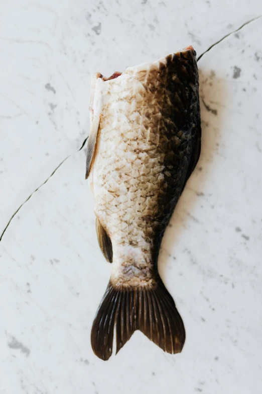 a dead fish sitting on top of a white counter, by Daniel Seghers, unsplash, renaissance, brown scales, epicurious, whole-length, photographed from the back