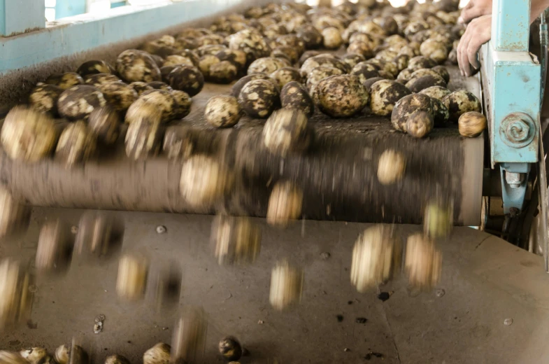 a man that is standing in front of a conveyor belt, by Matthias Stom, unsplash, process art, puffballs, oysters, spores floating in the air, avatar image